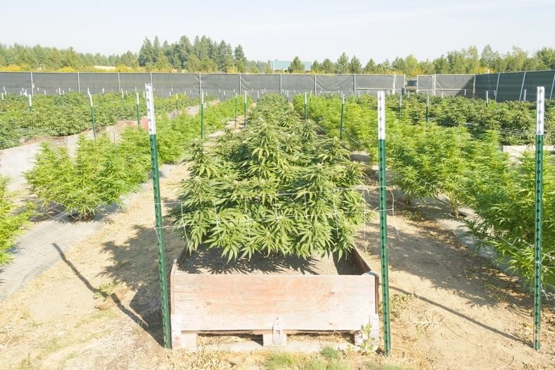You'd Have to Be Smoking the Stuff to Buy Pot Stocks